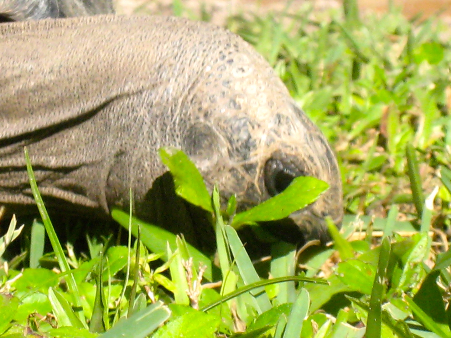 ALDABRA BREEDER