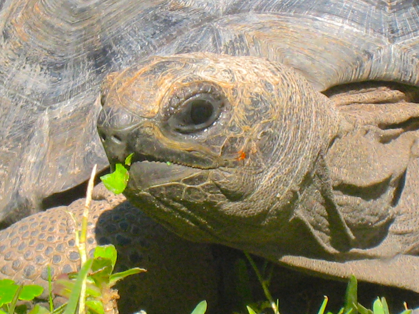 ALDABRA BREEDER