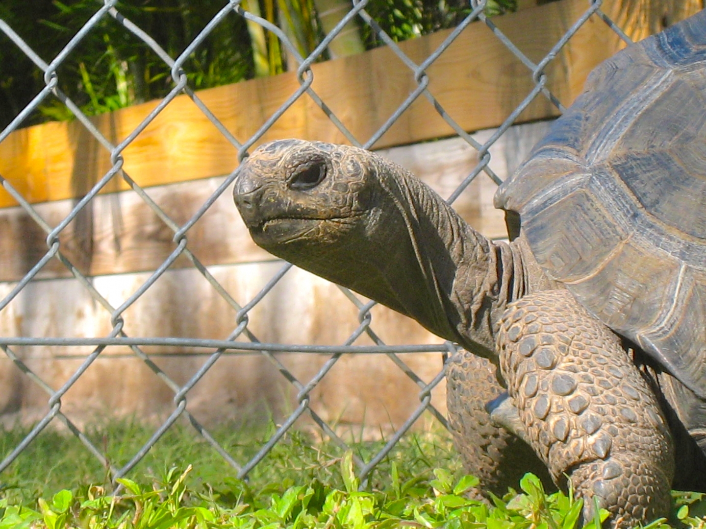 ALDABRA BREEDER