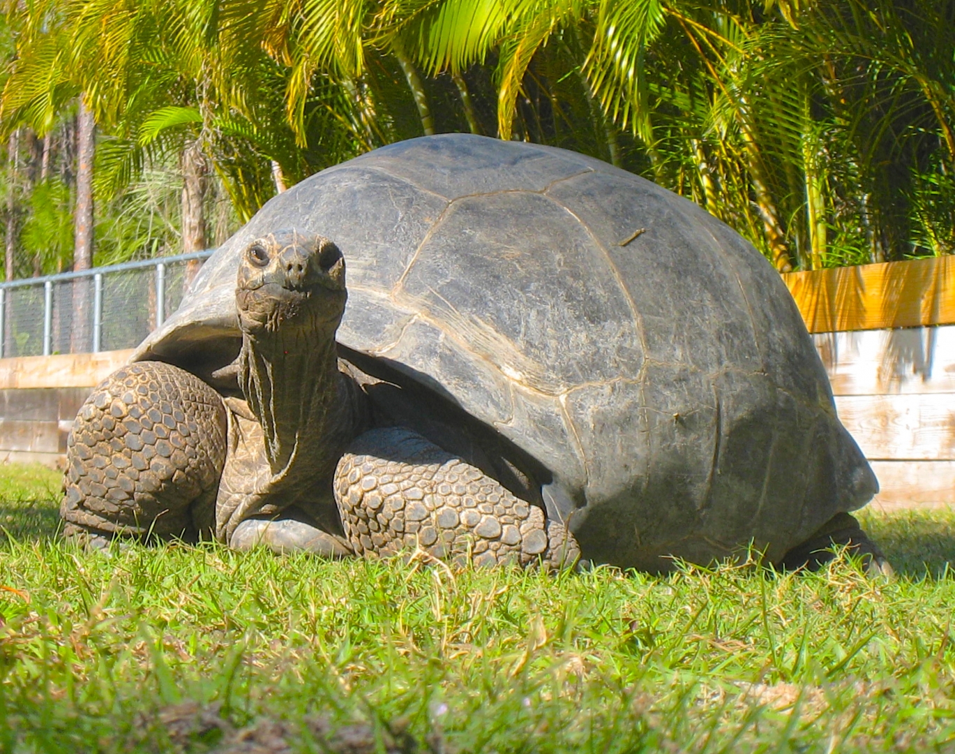 ALDABRA BREEDER