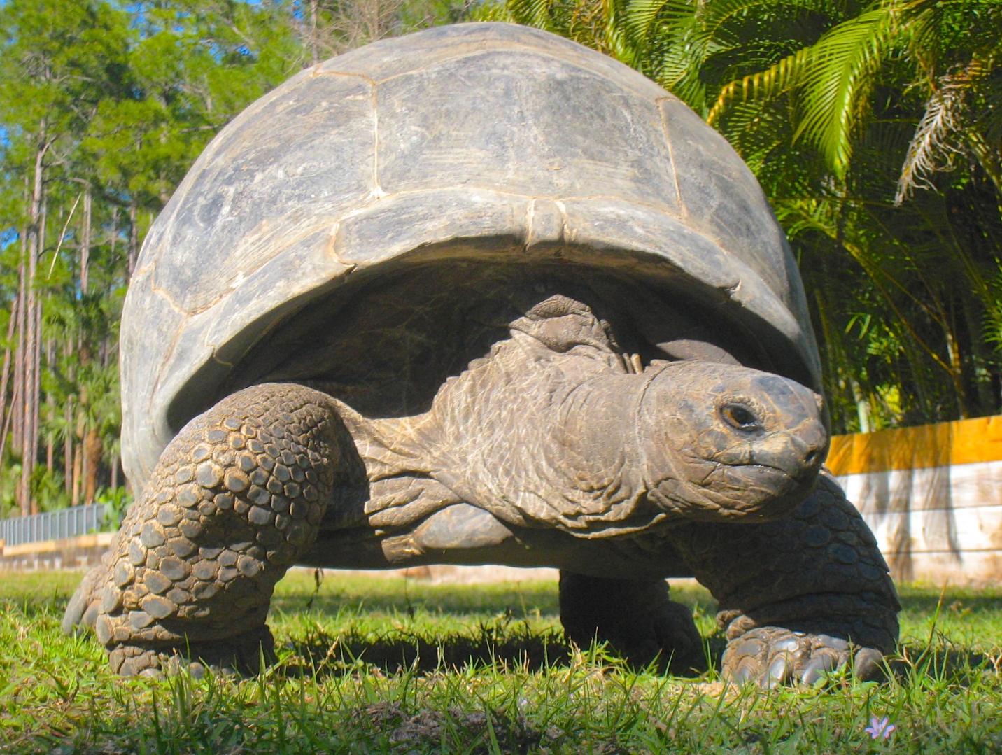 ALDABRA BREEDER
