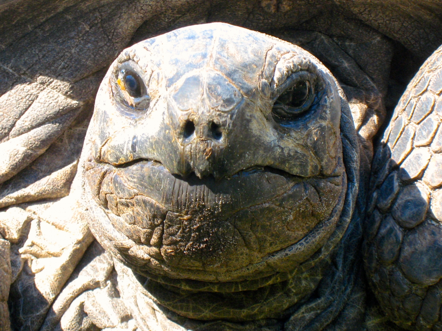 ALDABRA BREEDER