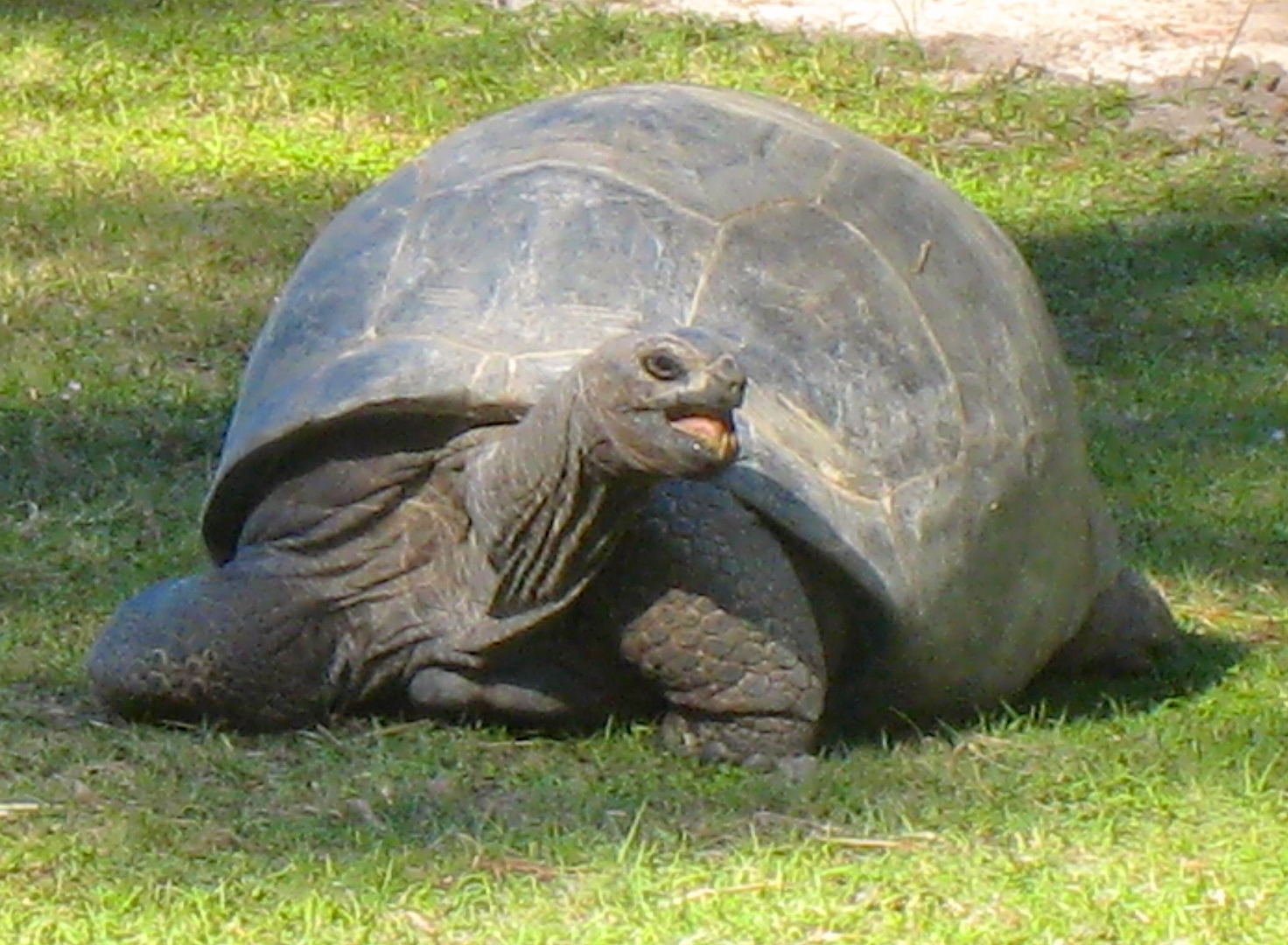 ALDABRA BREEDER