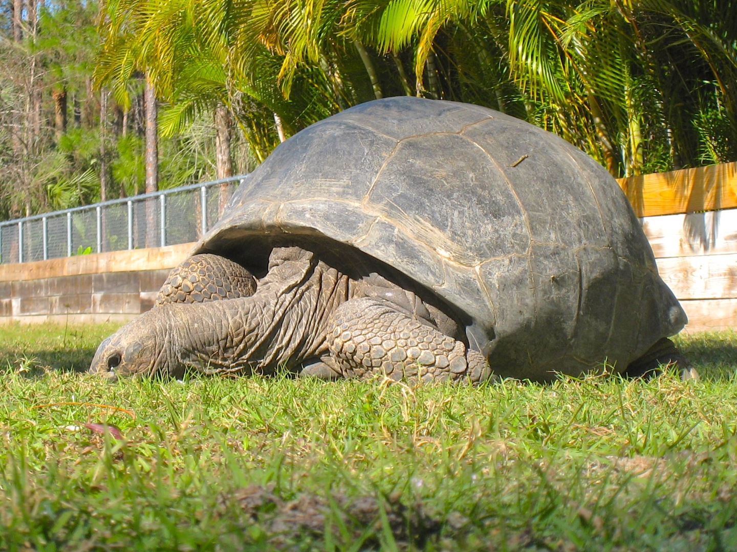 ALDABRA BREEDER