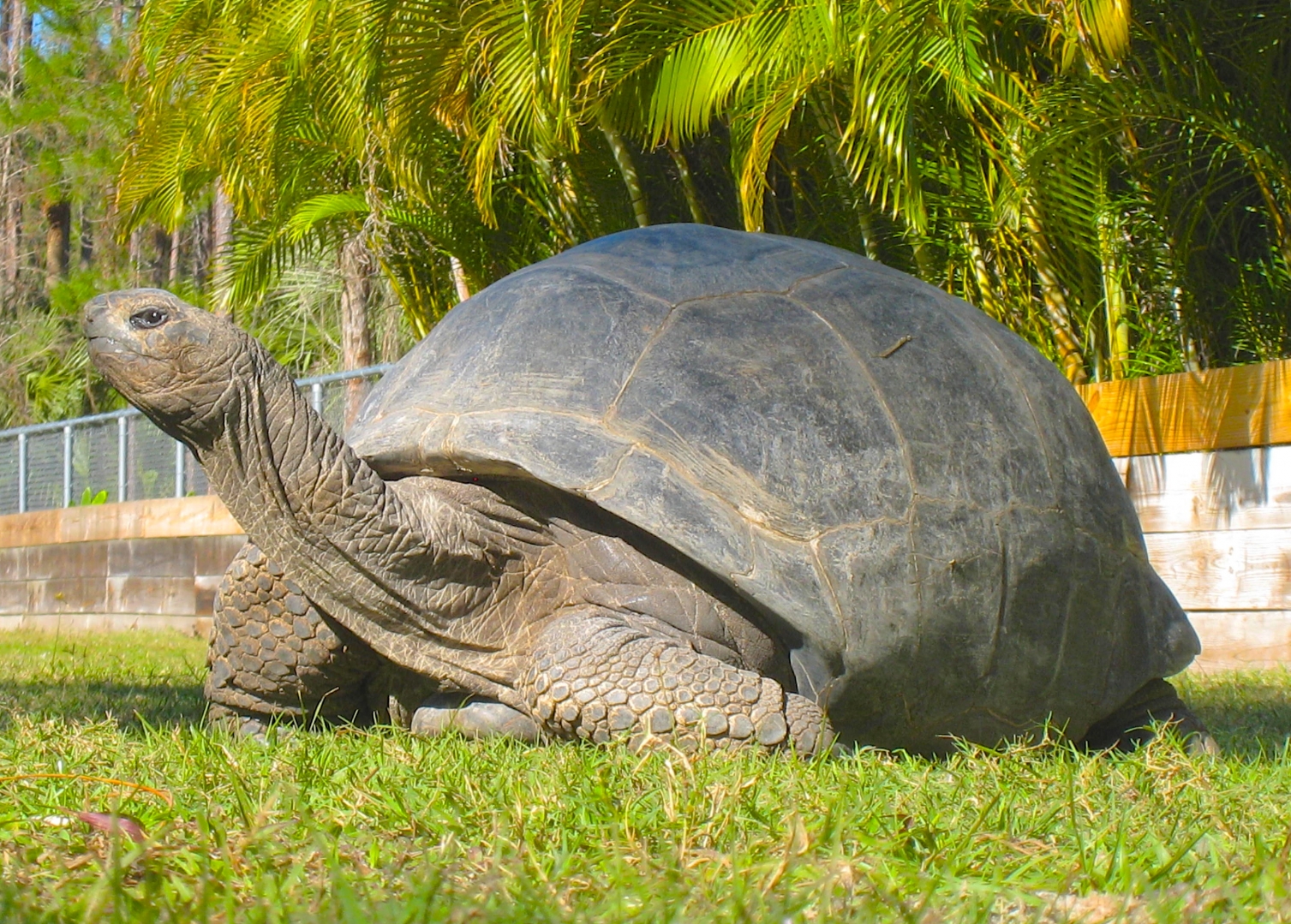 ALDABRA BREEDER