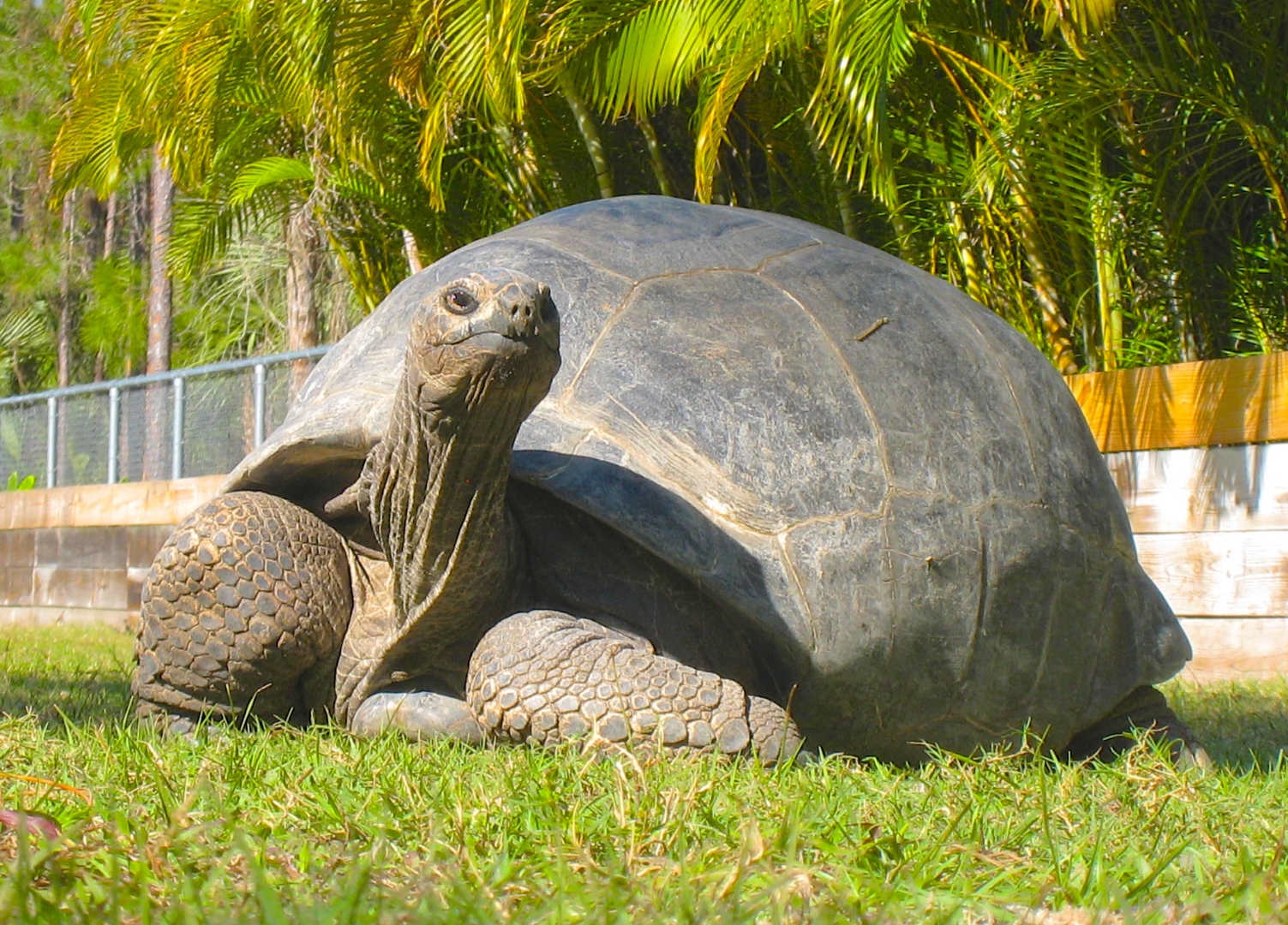 ALDABRA BREEDER