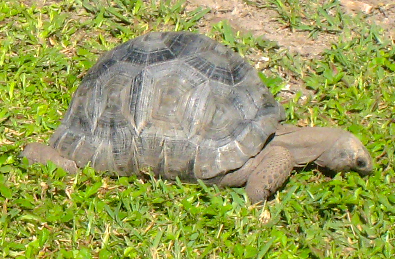 ALDABRA BREEDER