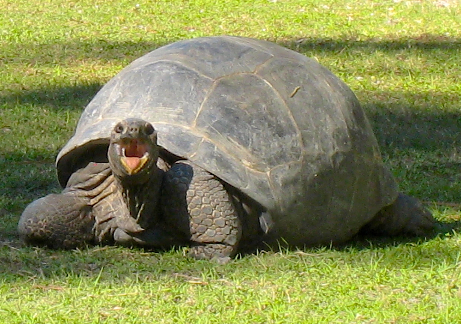 ALDABRA BREEDER