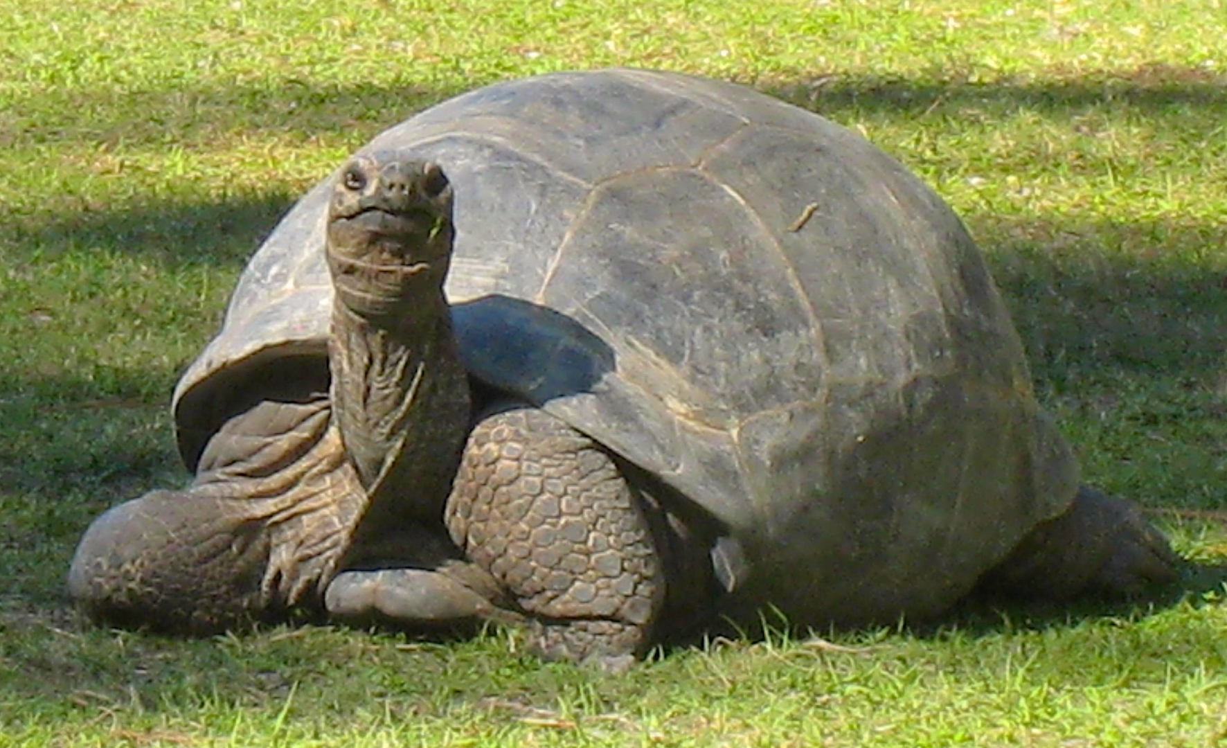 ALDABRA BREEDER