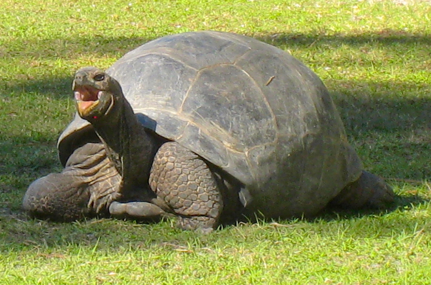ALDABRA BREEDER
