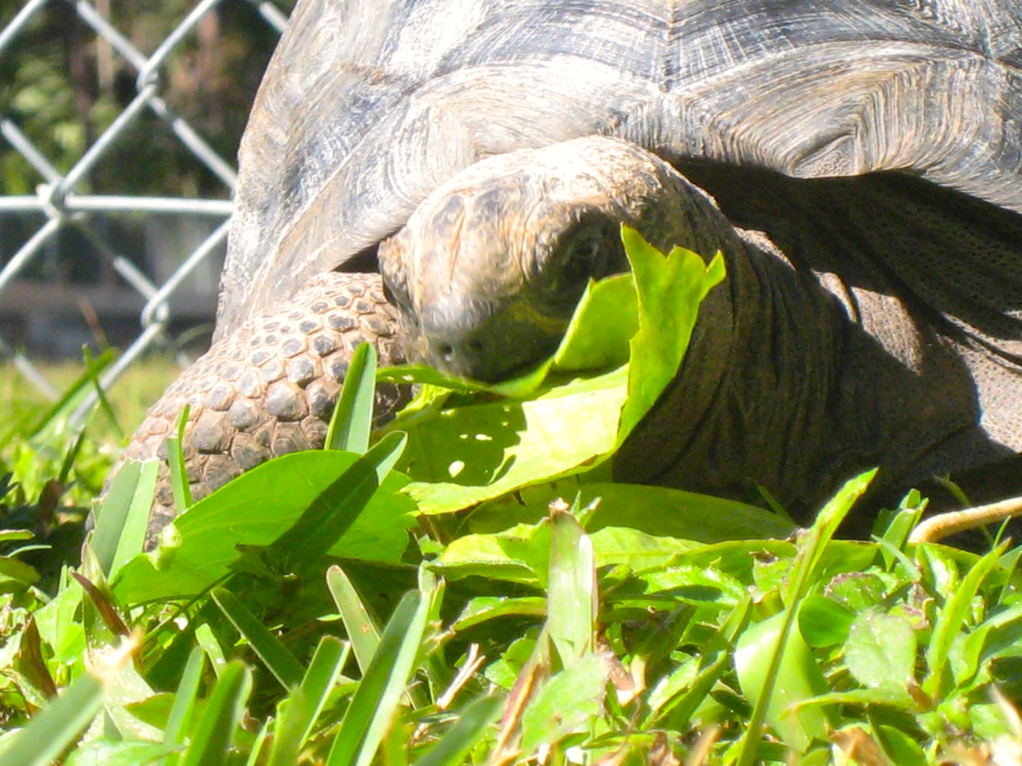ALDABRA BREEDER