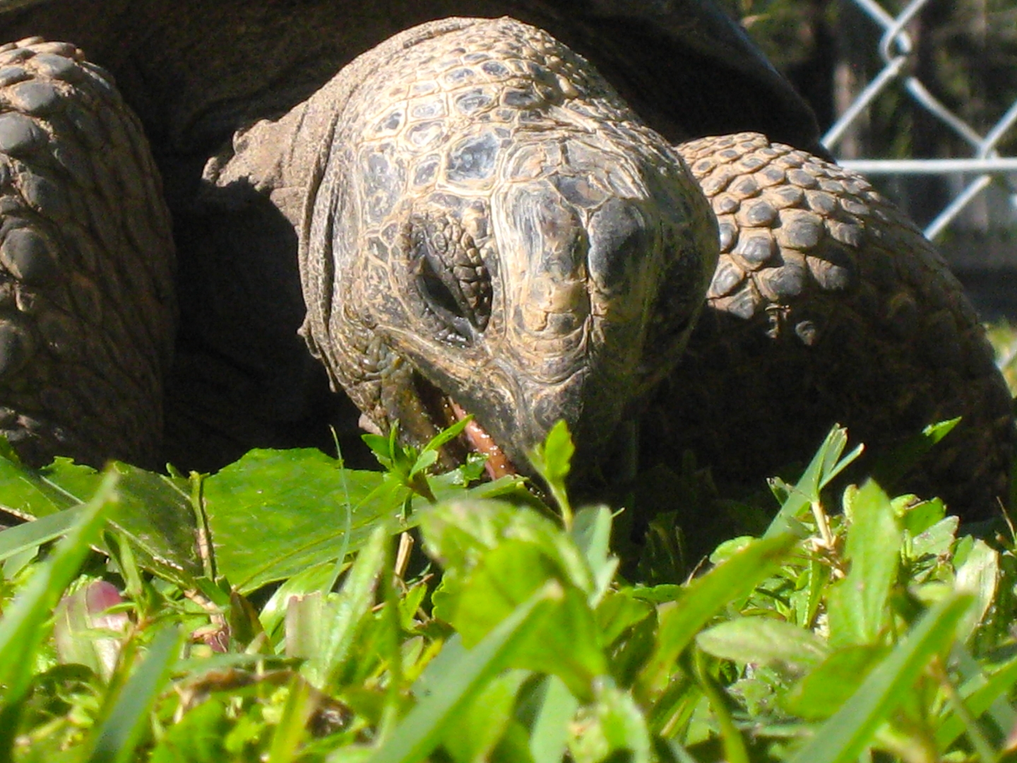 ALDABRA BREEDER