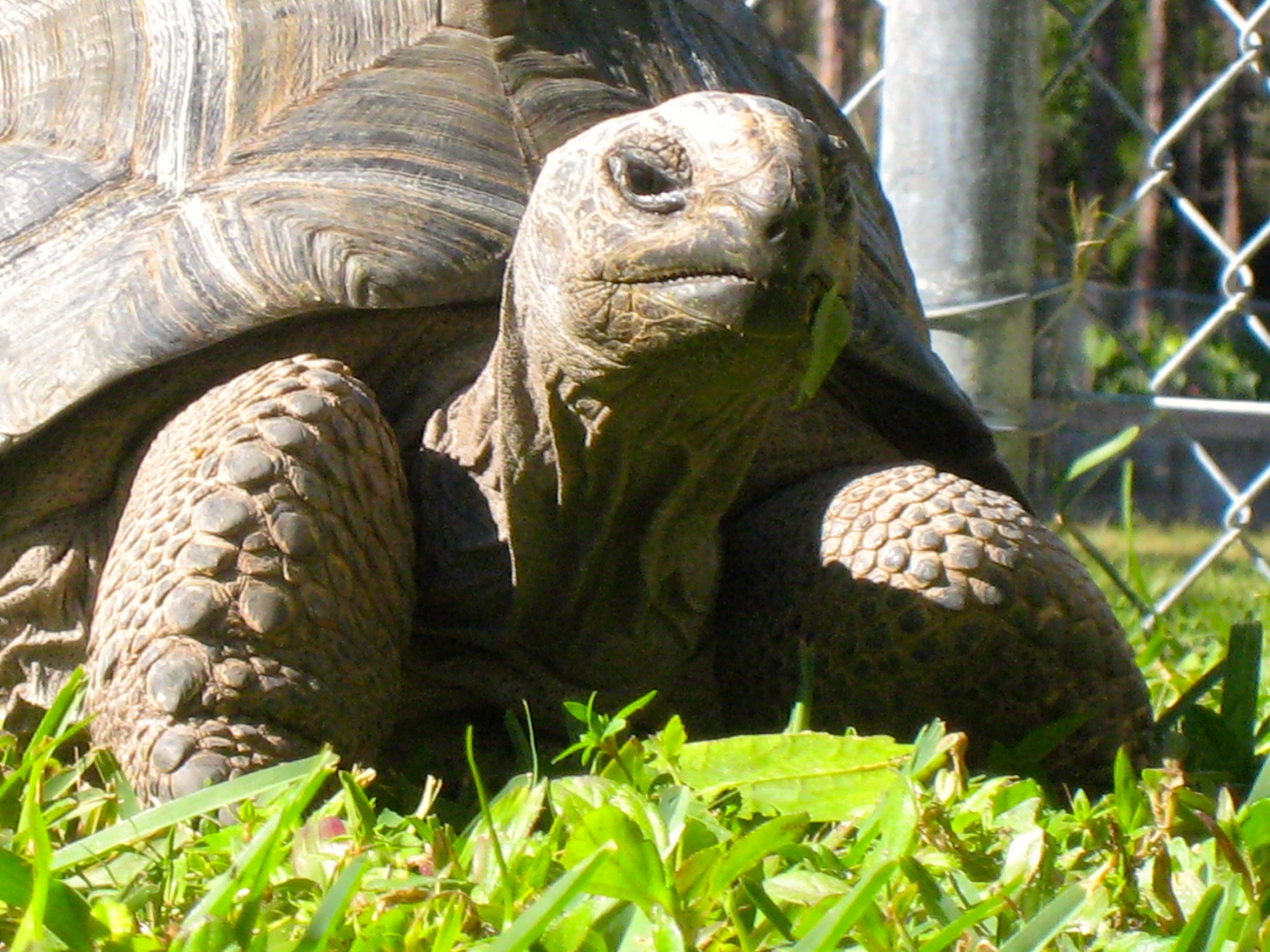 ALDABRA BREEDER