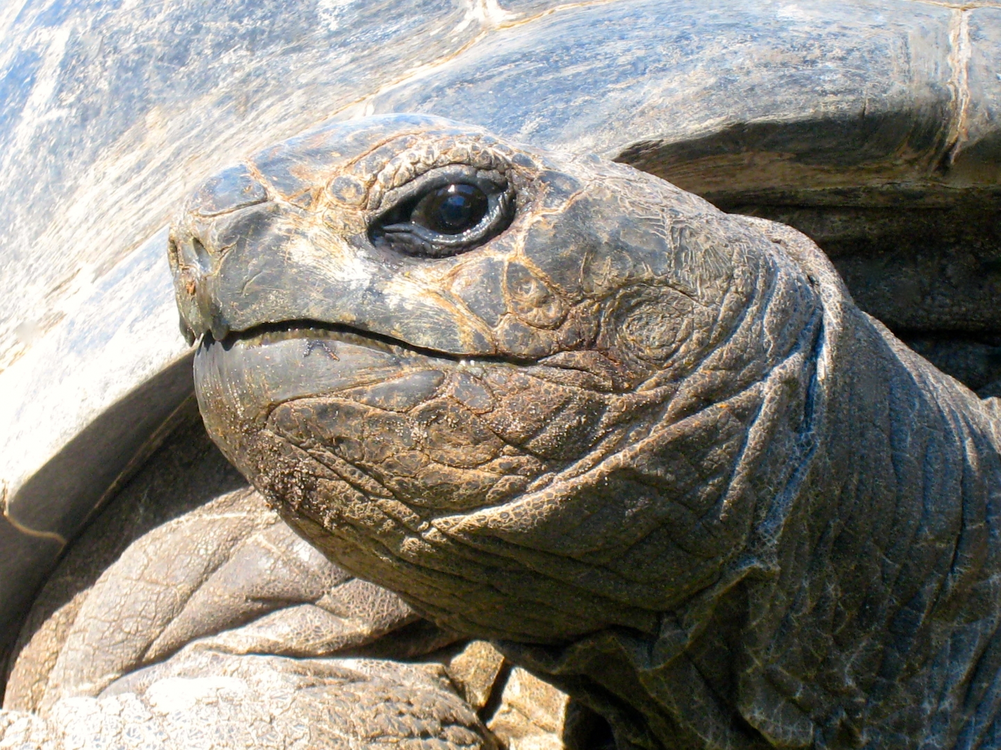 ALDABRA BREEDER