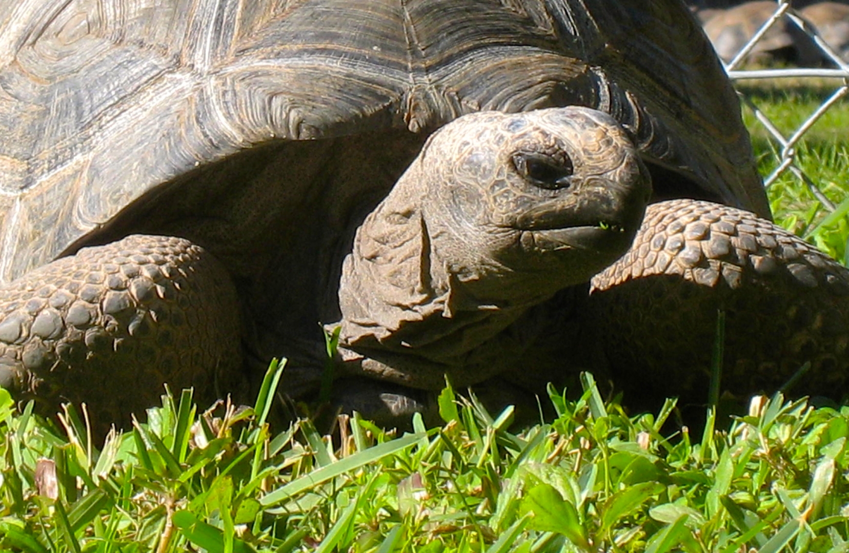 ALDABRA BREEDER