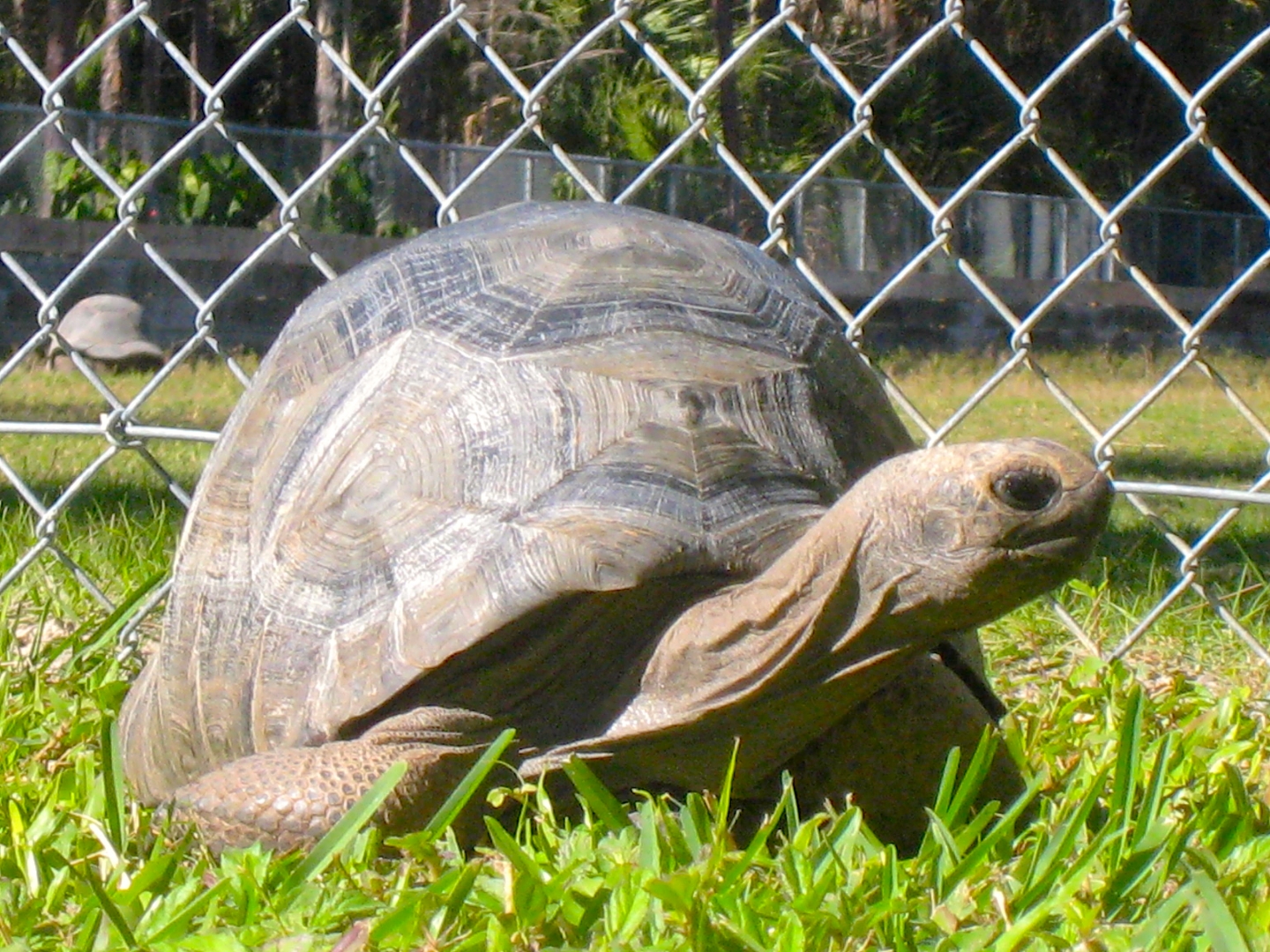 ALDABRA BREEDER