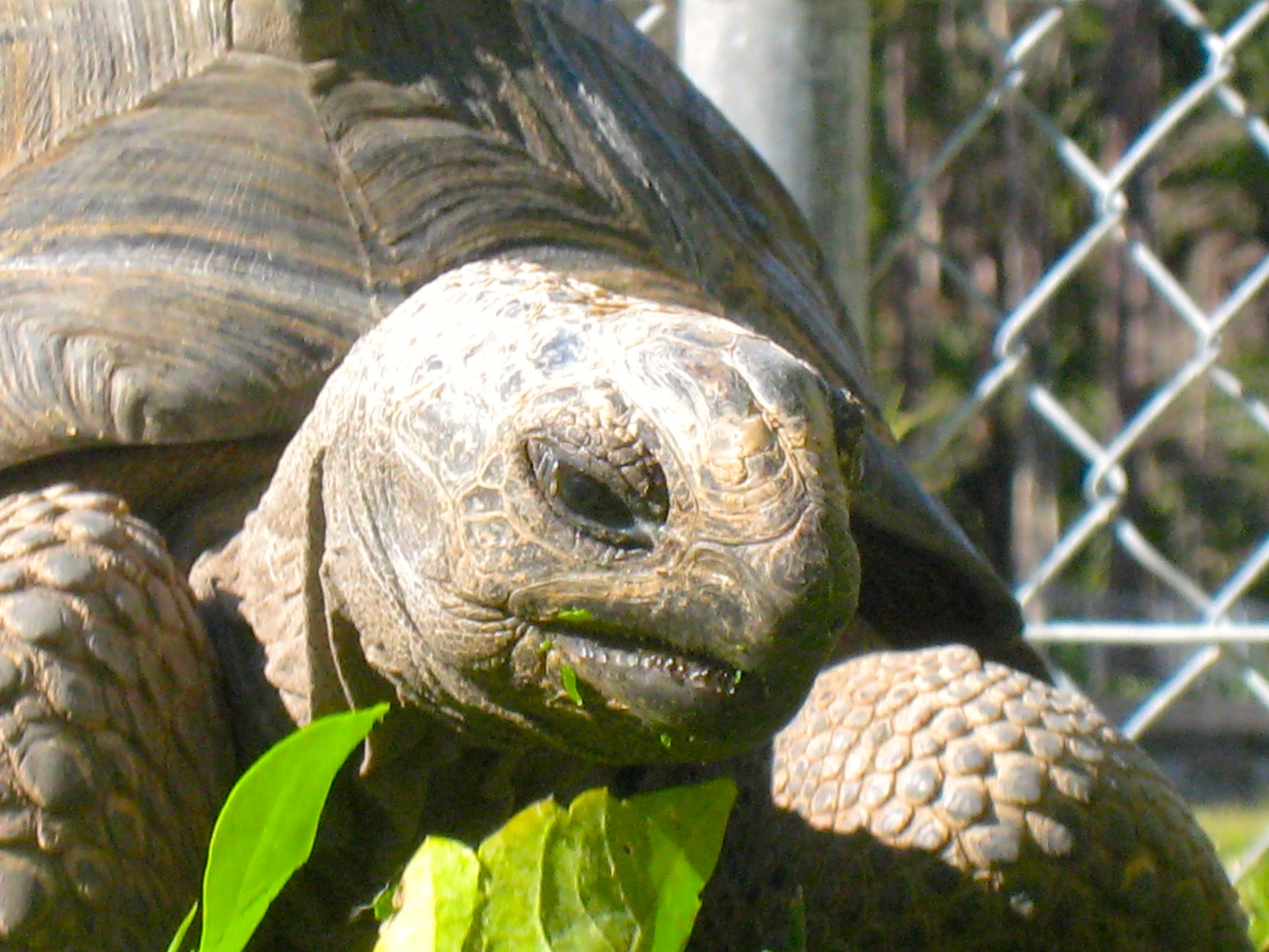 ALDABRA BREEDER