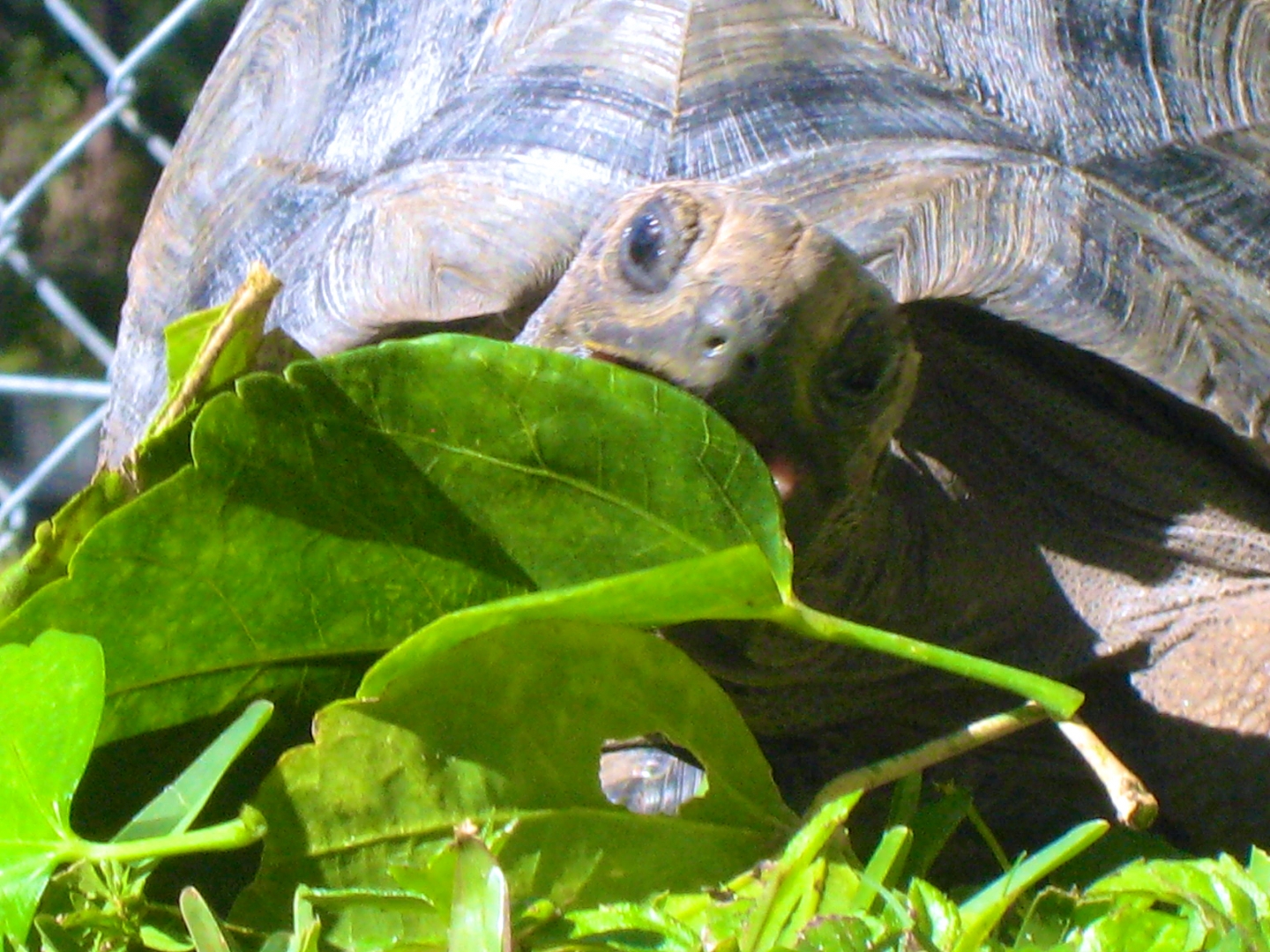 ALDABRA BREEDER