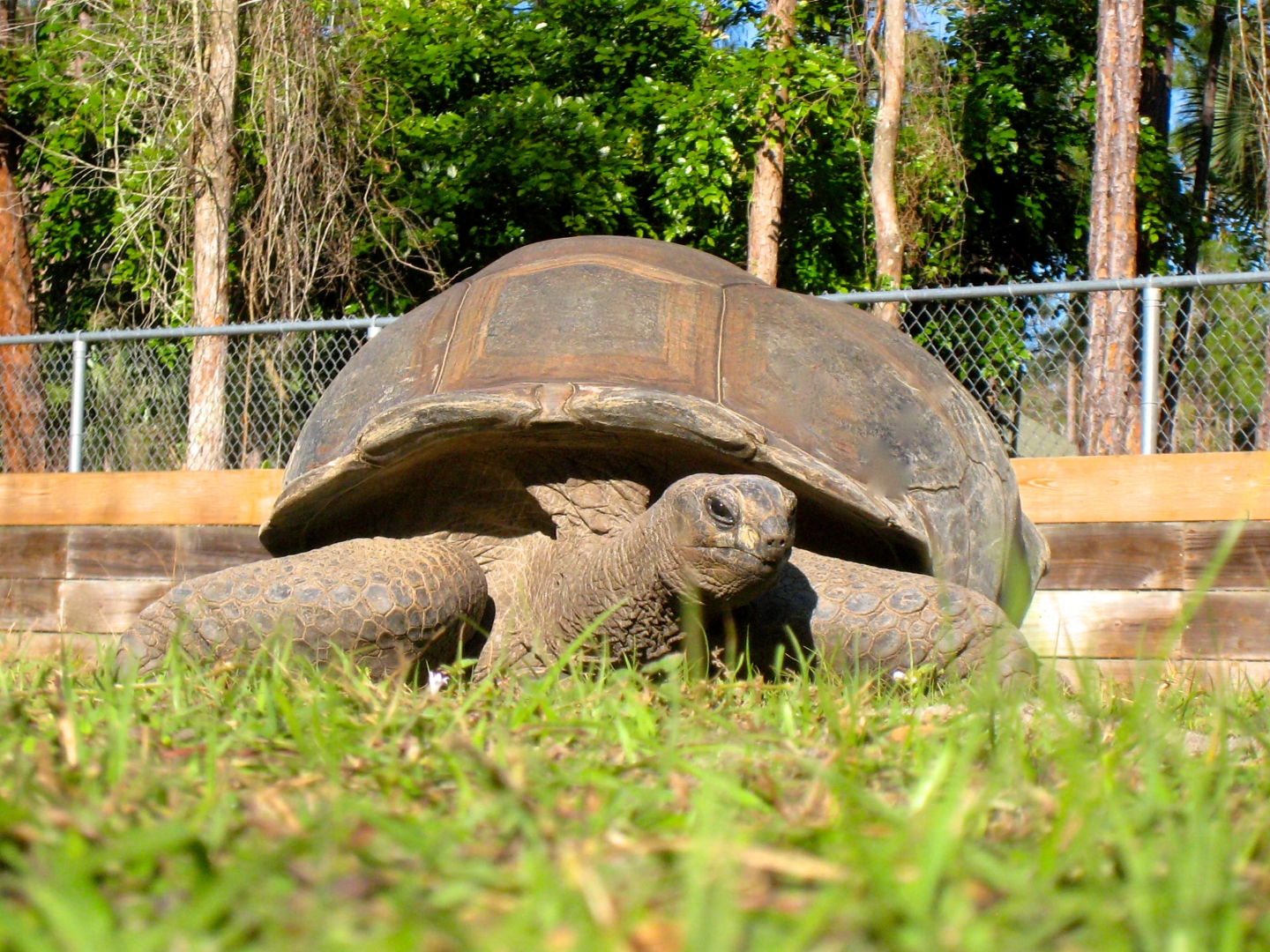 ALDABRA BREEDER