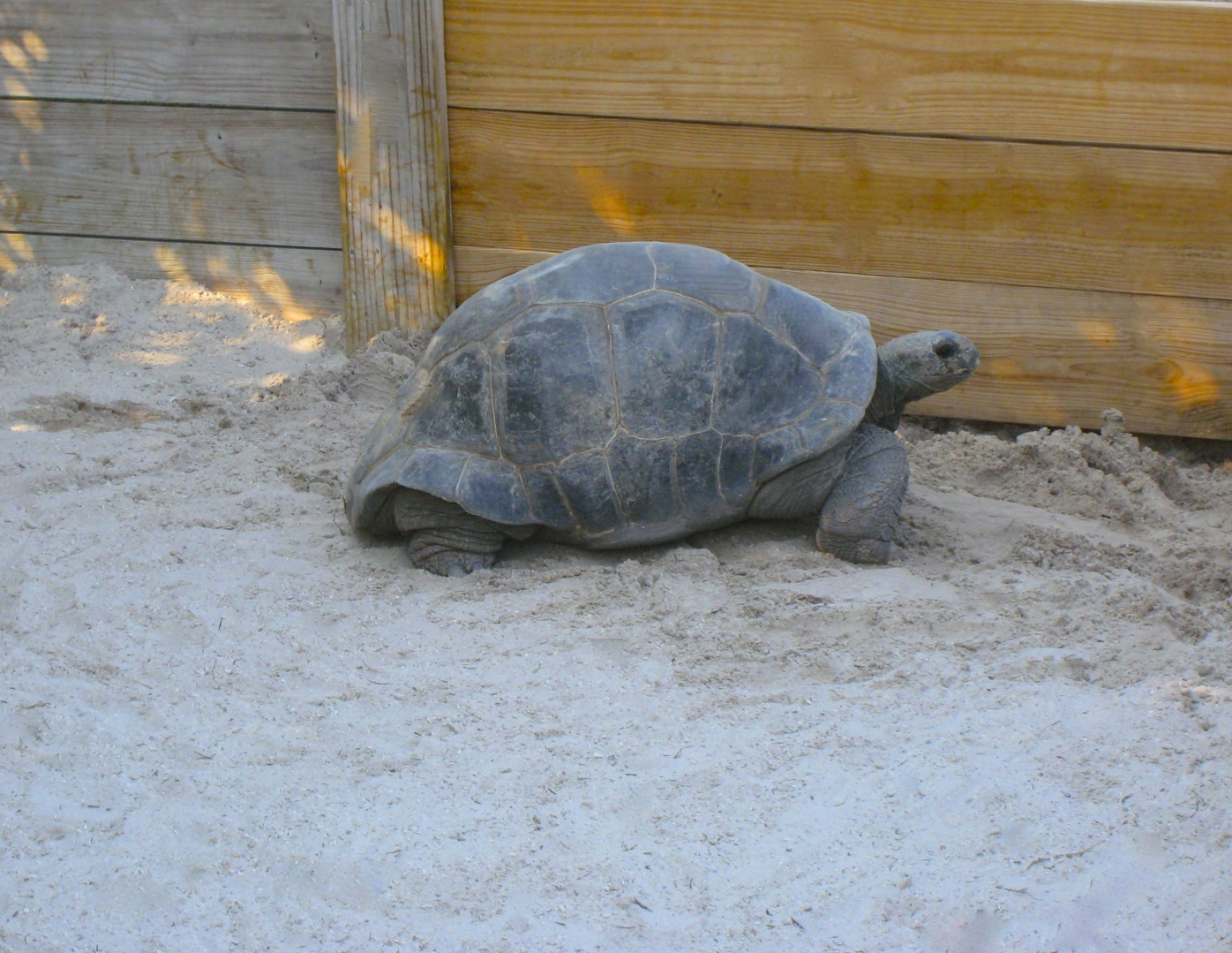ALDABRA BREEDER