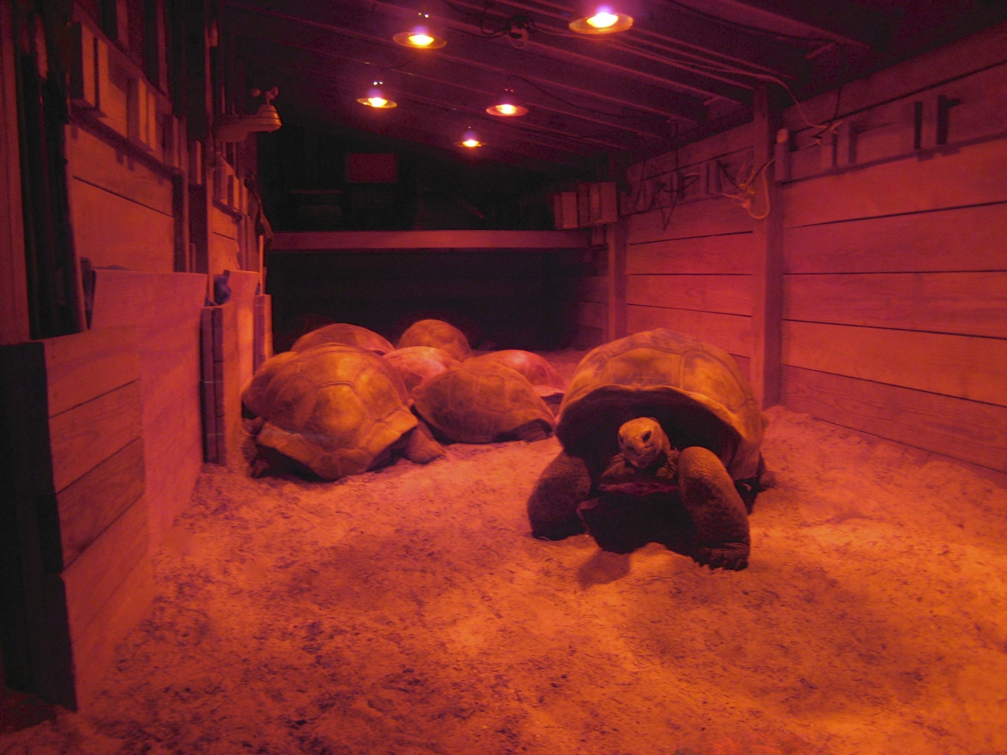 ALDABRA BREEDER