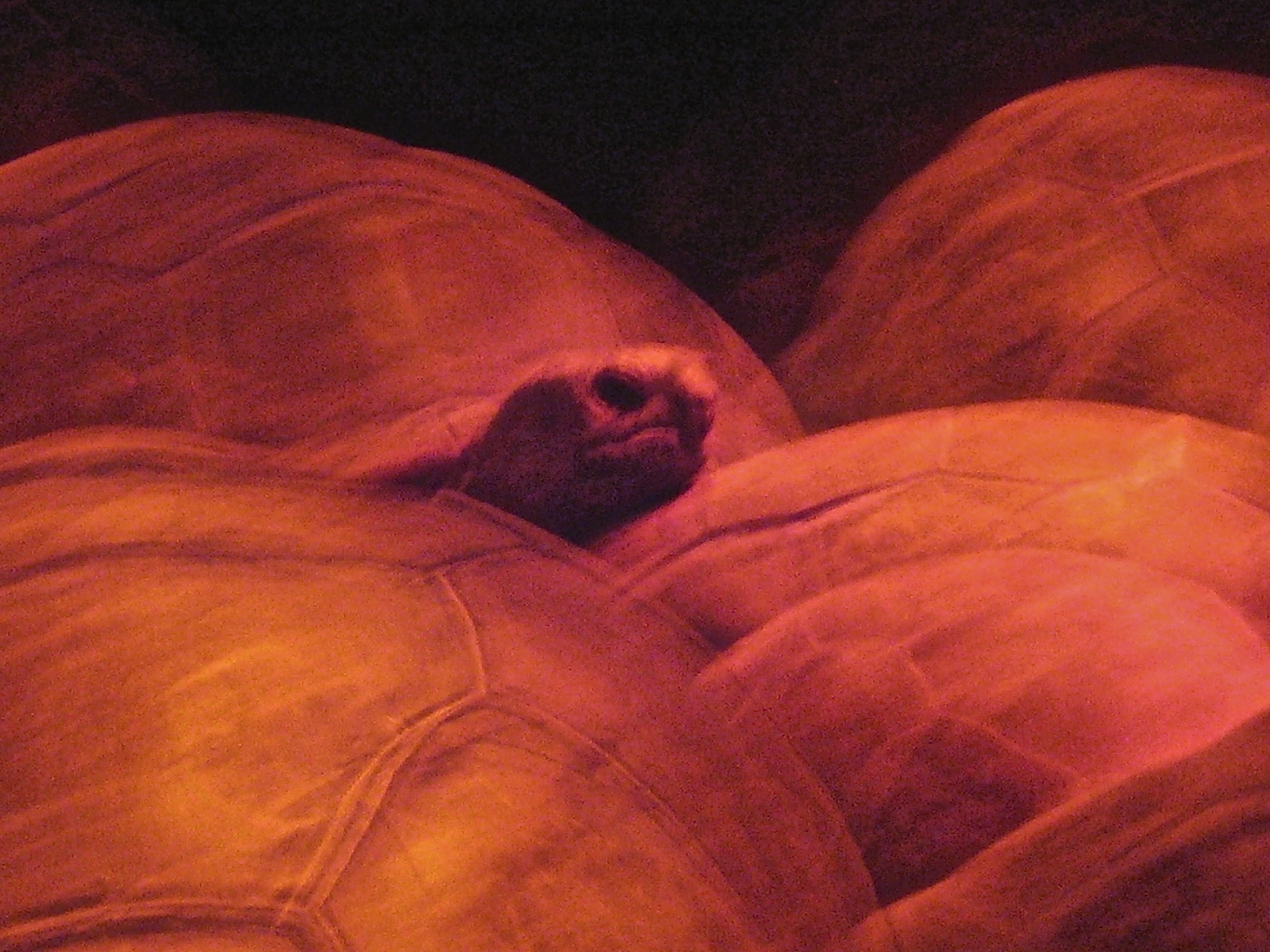 ALDABRA BREEDER