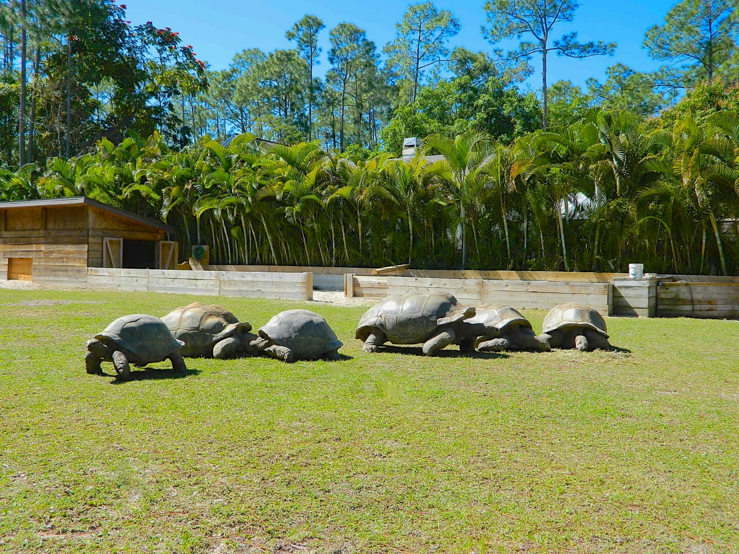 ALDABRA BREEDER