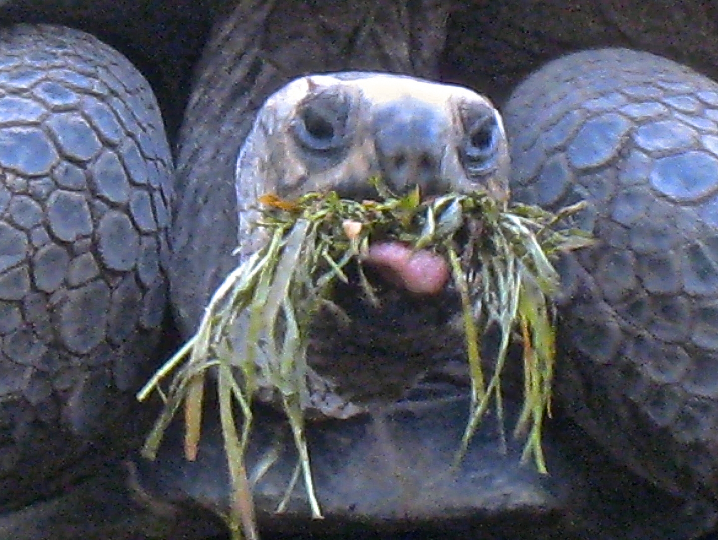 ALDABRA BREEDER