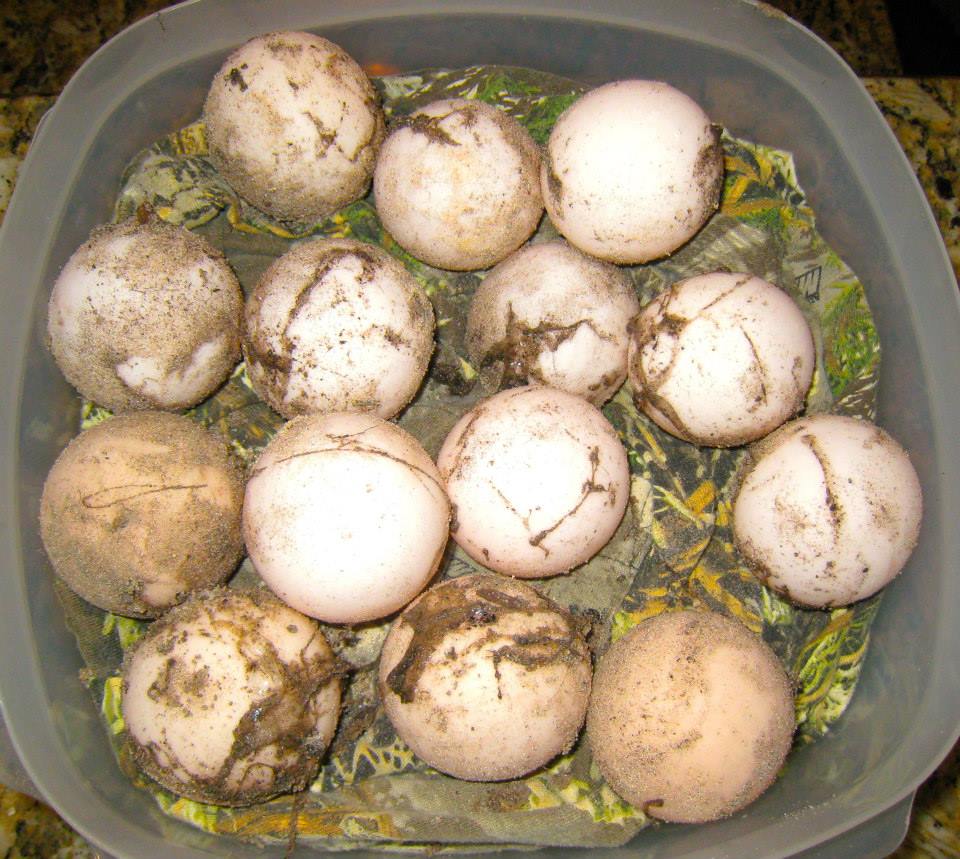 ALDABRA BREEDER