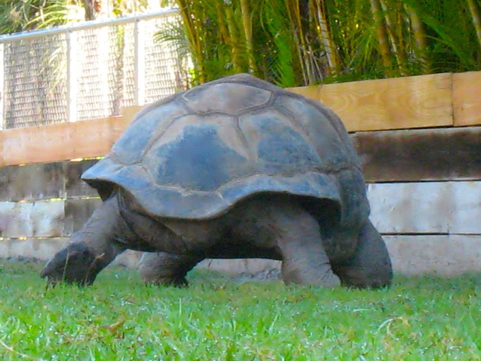 ALDABRA BREEDER