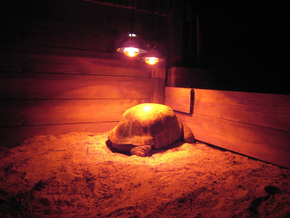 ALDABRA BREEDER