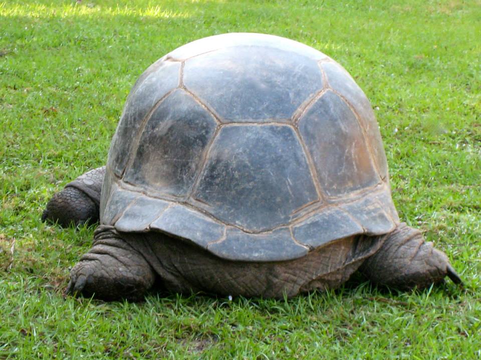 ALDABRA BREEDER