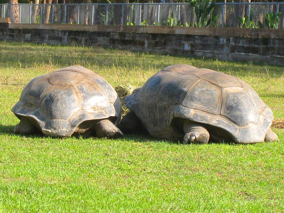 ALDABRA BREEDER