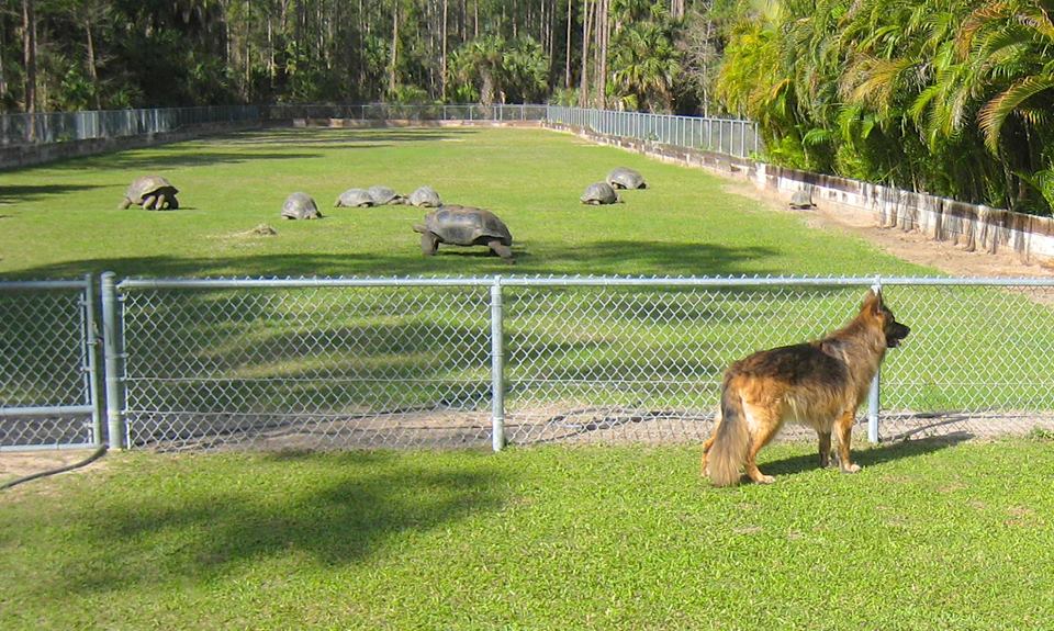 ALDABRA BREEDER