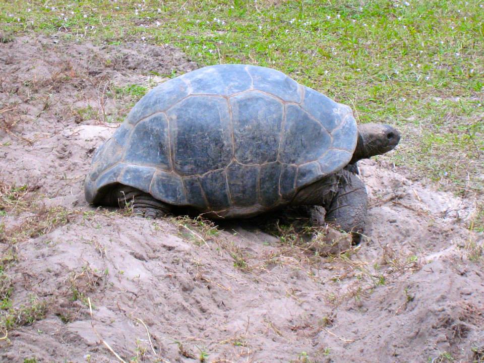 ALDABRA BREEDER