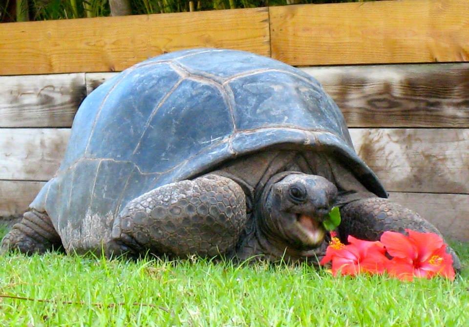 ALDABRA BREEDER