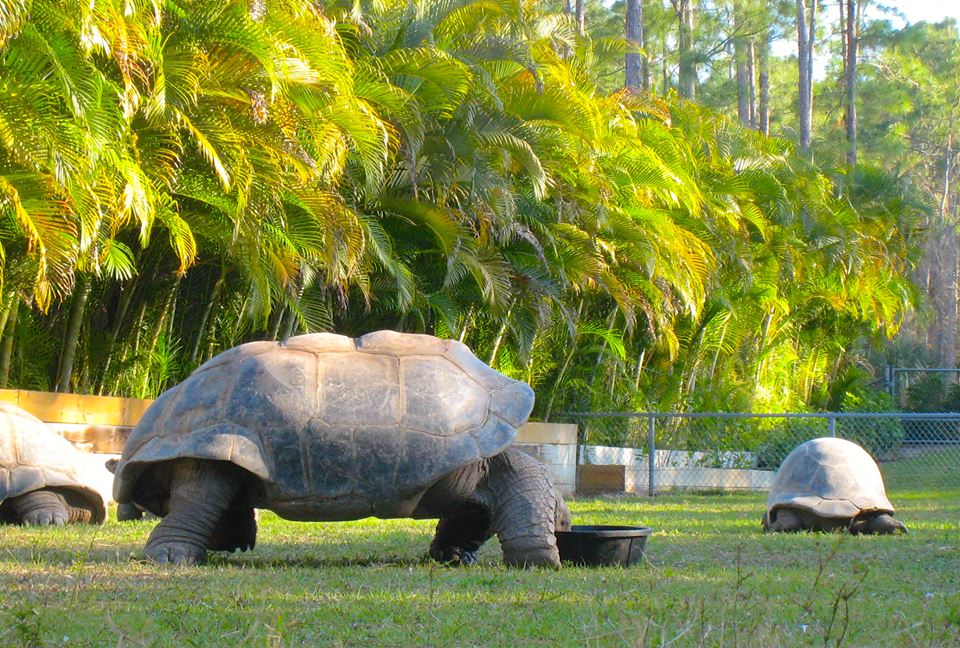 ALDABRA BREEDER