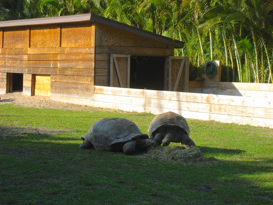 ALDABRA BREEDER