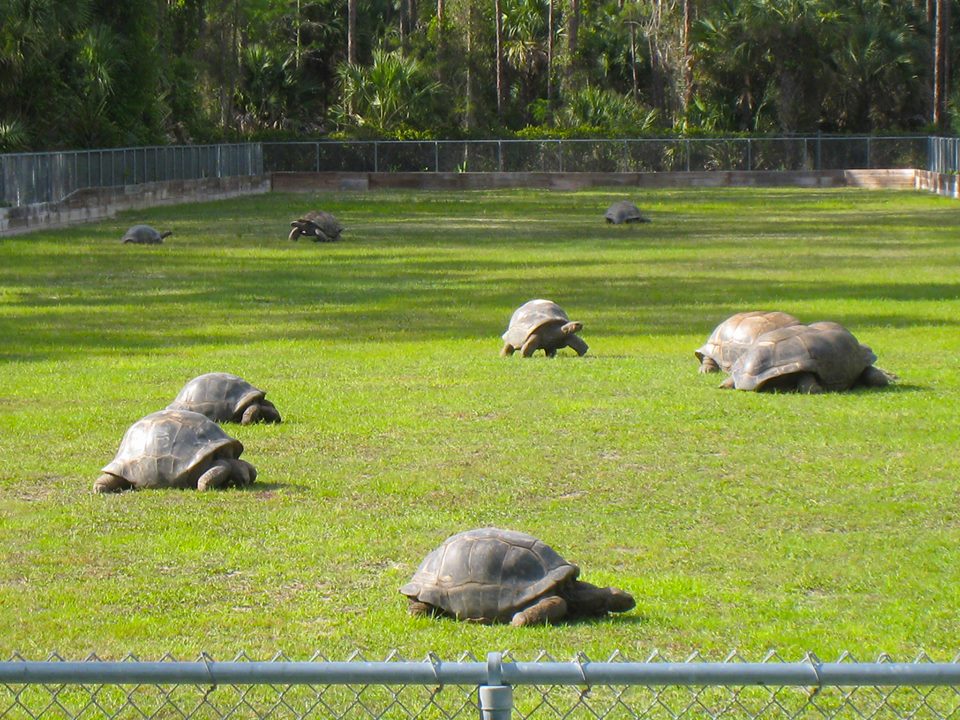 ALDABRA BREEDER