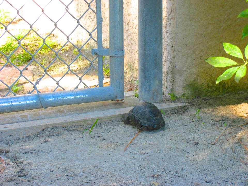 ALDABRA BREEDER