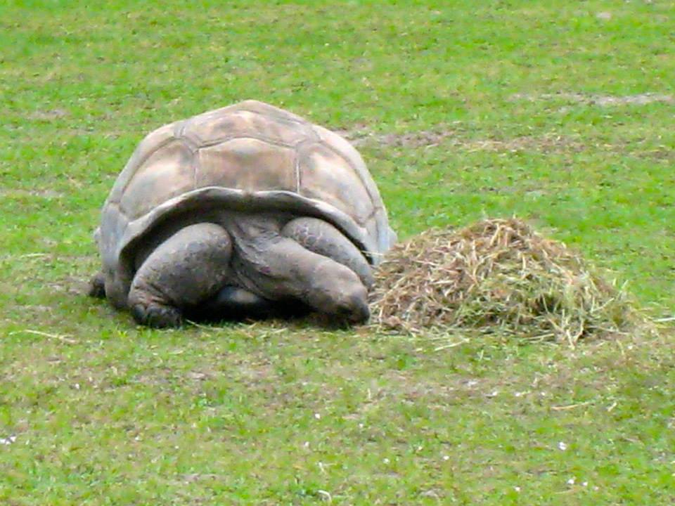 ALDABRA BREEDER