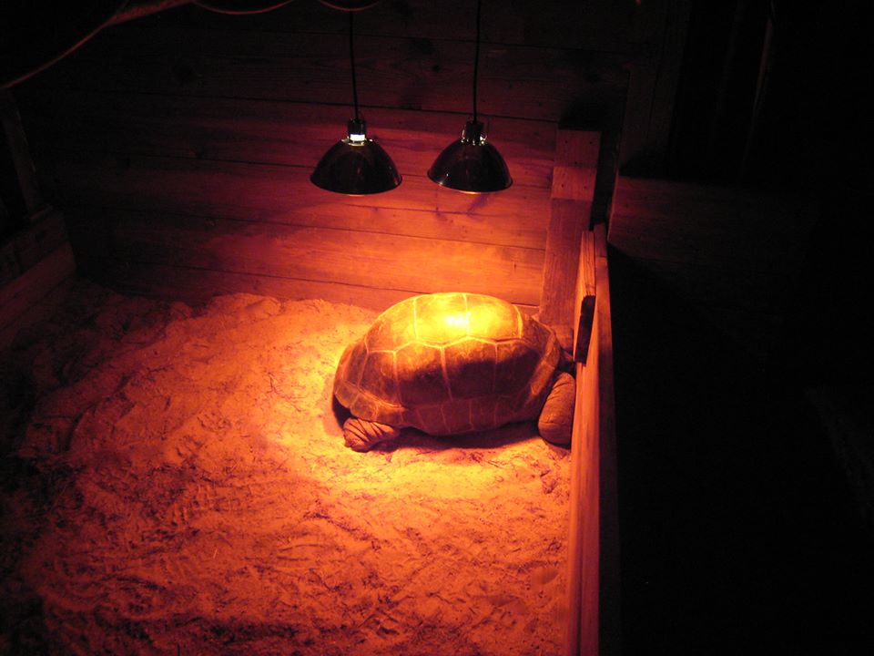 ALDABRA BREEDER