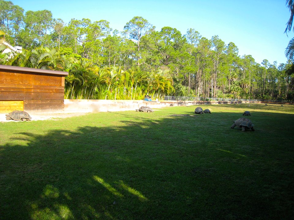 ALDABRA BREEDER