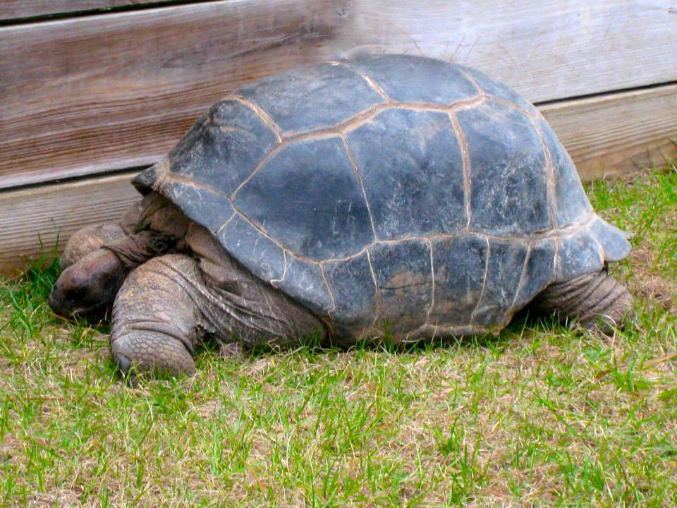 ALDABRA BREEDER