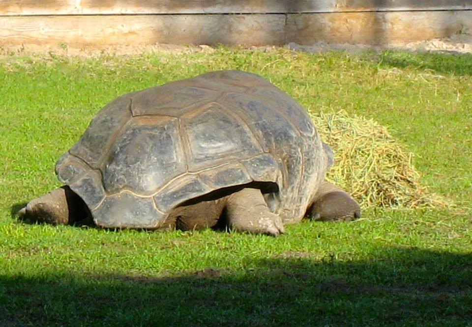ALDABRA BREEDER