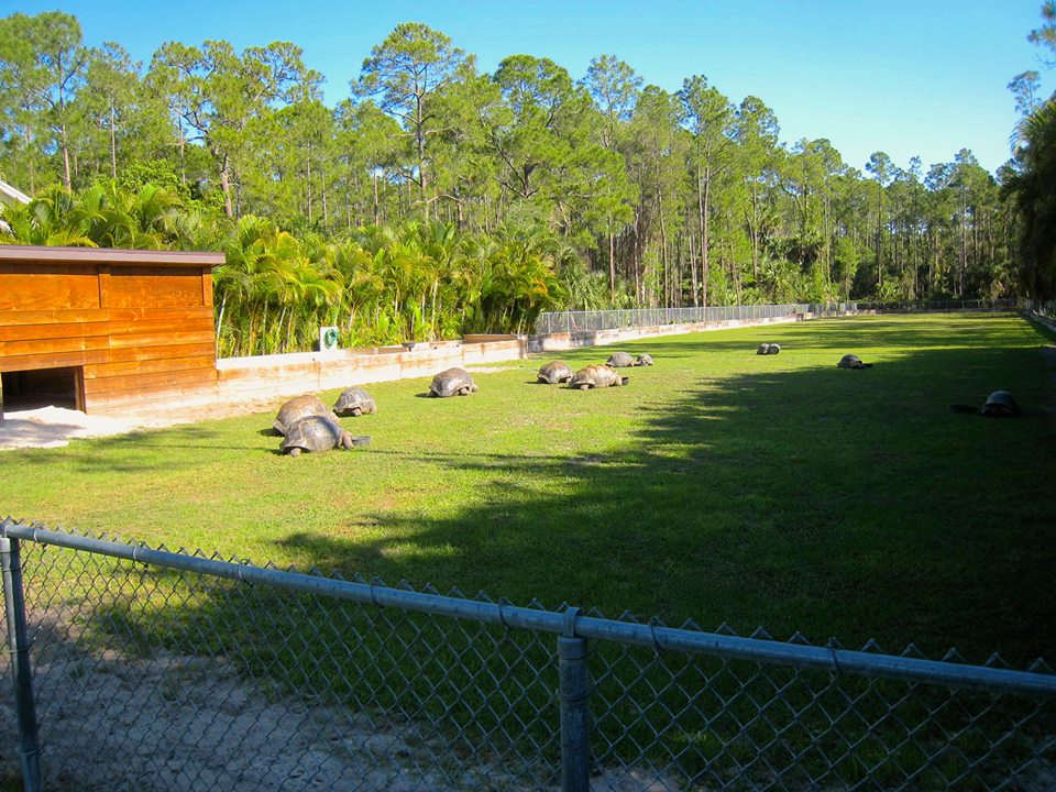 ALDABRA BREEDER