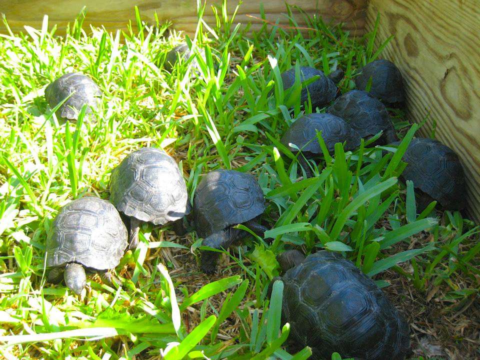 ALDABRA BREEDER