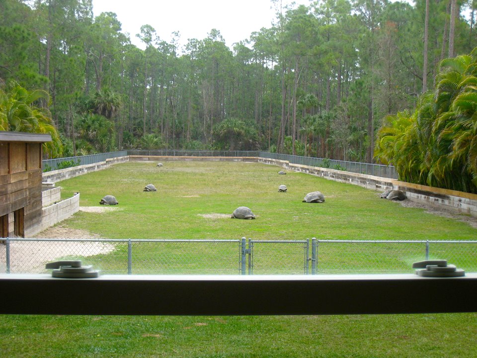 ALDABRA BREEDER