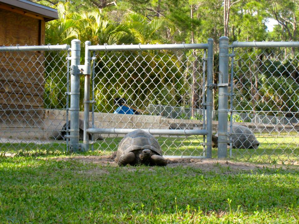 ALDABRA BREEDER