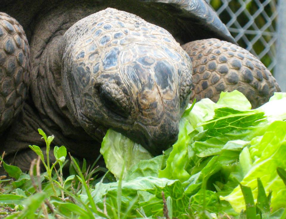 ALDABRA BREEDER